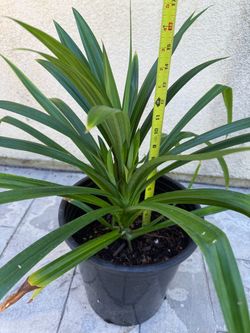 Cây lá dứa  - PANDAN plants