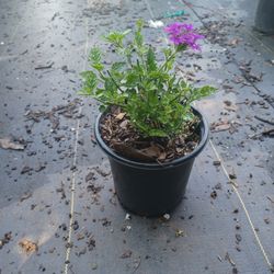 Verbena 