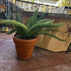 Assorted Plants for Sale $20-$45