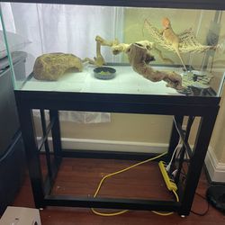 40 Breeder Tank With Mesh Top And Stand