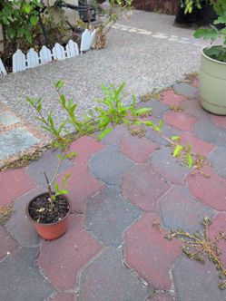A year old pomegranate plant rooted from cutting