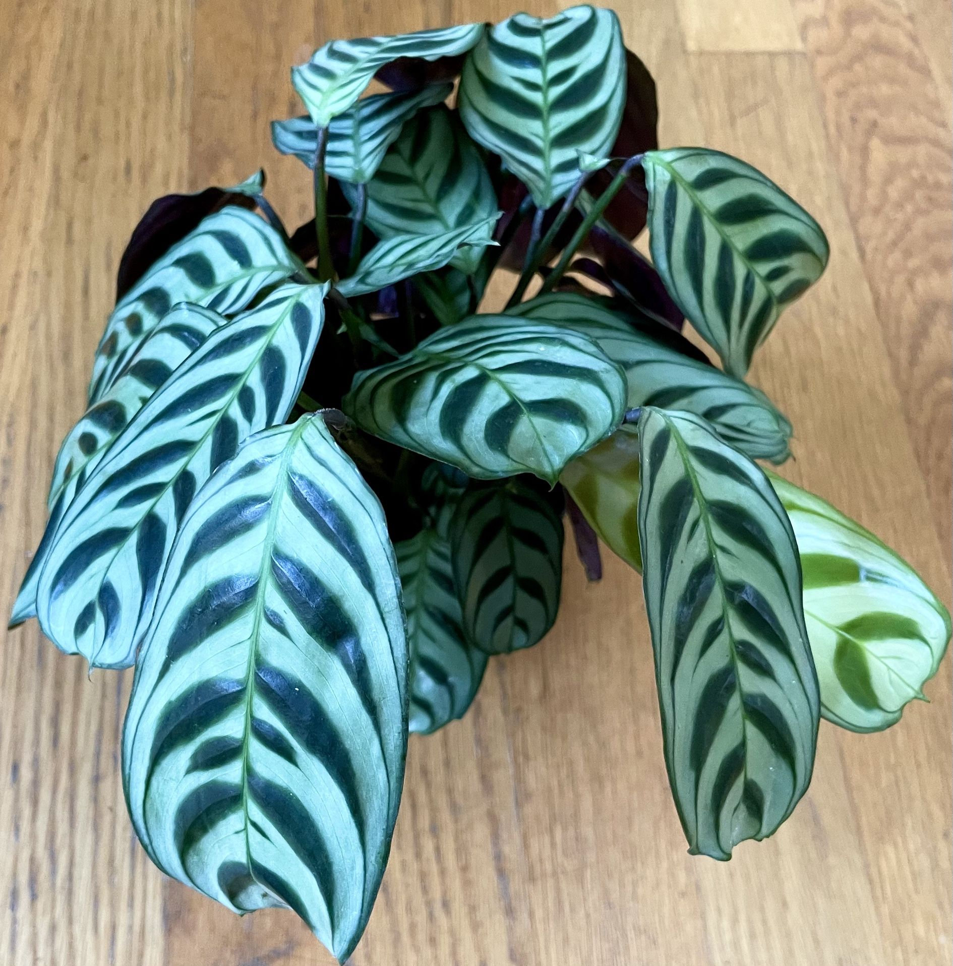 Non-Toxic Calathea Burle Marx Plant / Free Delivery Available