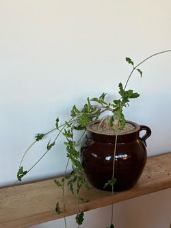 Plant - Fockea Crispa in vintage bean pot