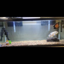 Fish Tank / Aquarium 55 Gallons.