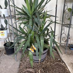 Large Cane Yucca