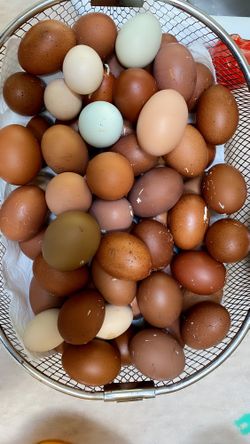 Farm Fresh Eggs Organic 