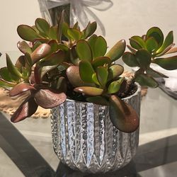 Four Rooted Succulents In Pots