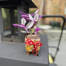 indoor Or Outdoor Plants In Pot 