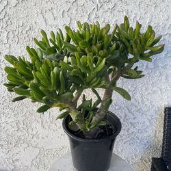 1.5 Gallon Pot Succulent Plant - Crassula Ovata  - Gollum ET's Fingers Jade - Rooted & Established - Drought Resistant 🪴