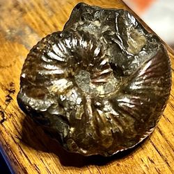 Fossil
