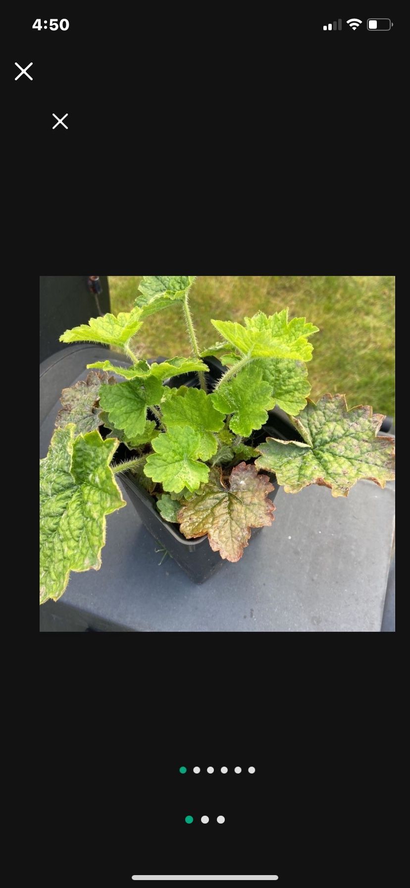 Blooming Perennial In 4" Nursery Pot