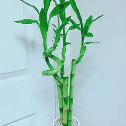 Lucky Bamboo 🎋Plants With Ceramic Pot - Over 2 feet Tall  - Indoor Plant 