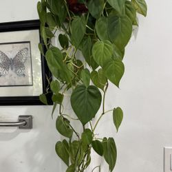 Heart Leaf Philodendron 