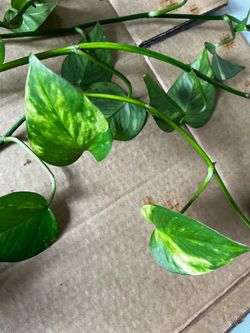 Fully Rooted Pothos Vines