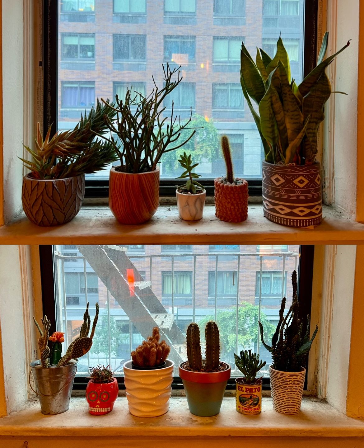 11 Cactus & Succulent Plants – Pots Included (Full Collection)