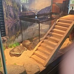 Turtle Habitat 🐢
