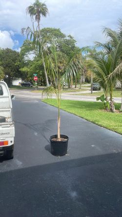 Plants 4 Vets - Royal Palm Tree