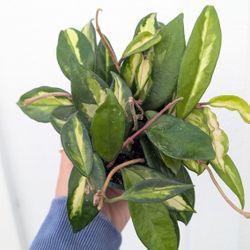 Hoya Carnosa Variegated Krimson Princess Plant 4" Pot - Indoor House Plants 
