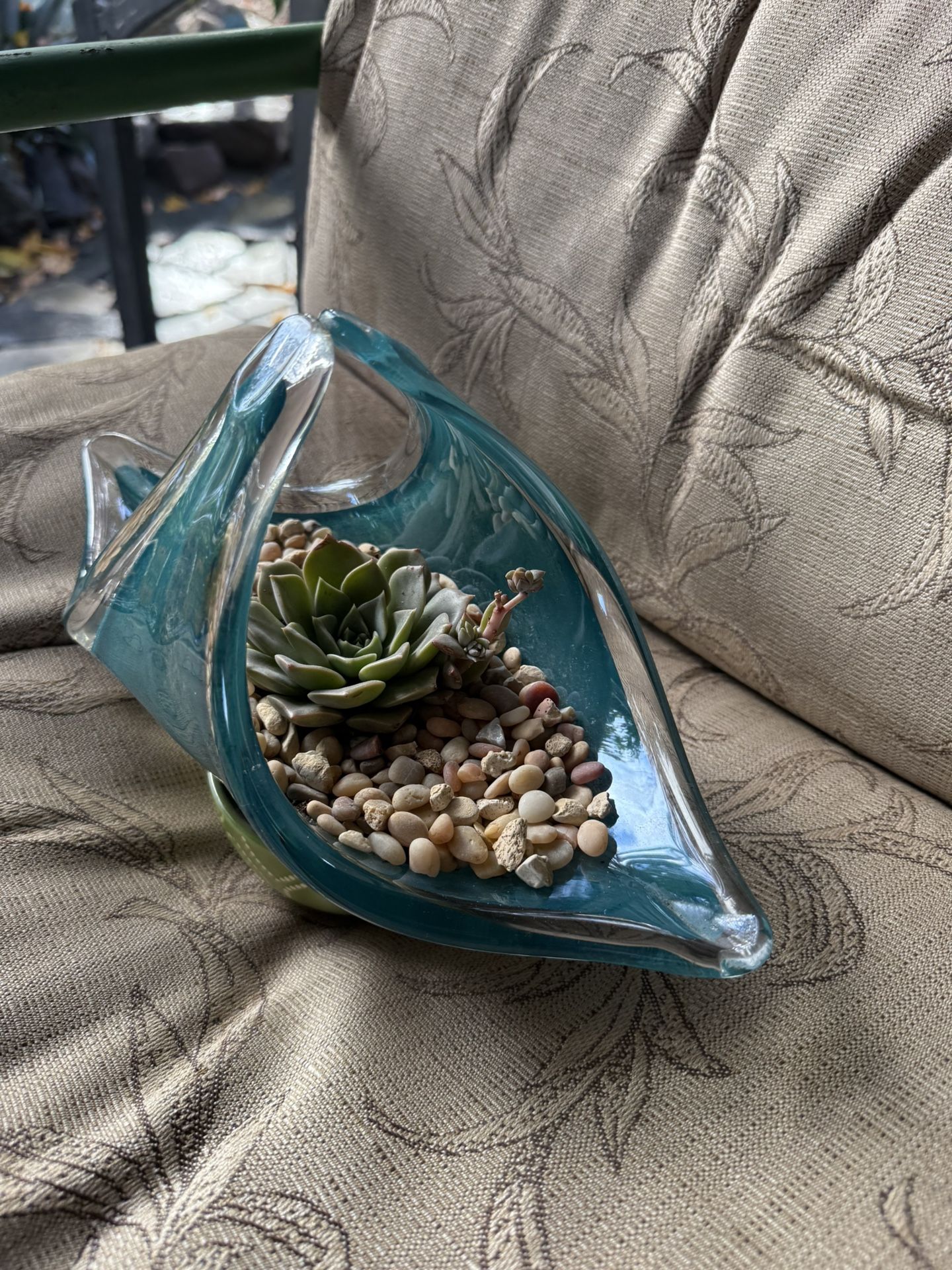 Succulent Plant