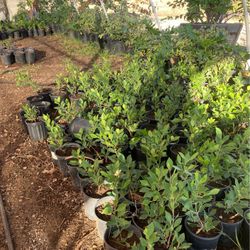 Ficus Plants