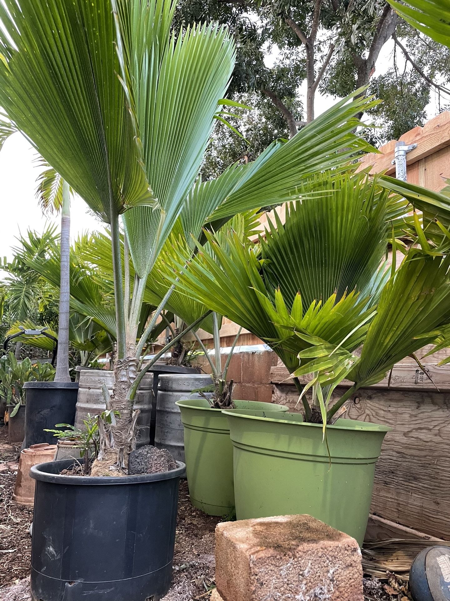 CHINESE FAN PALMS