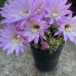 Cactus De Flores Rosadas