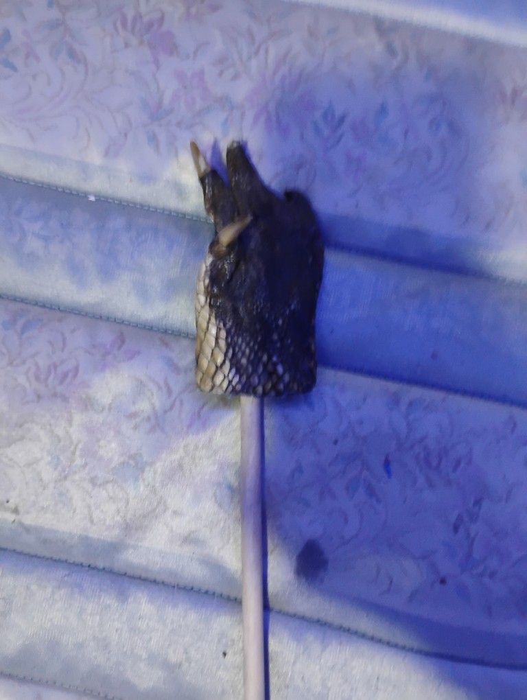 Reptile Hand On A Stick