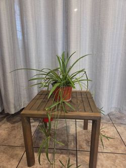 Spider Plant in Terracotta Pot