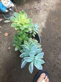 Assorted plants