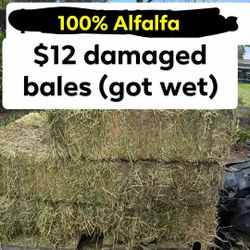 Alfalfa From Oregon. Got Rained On