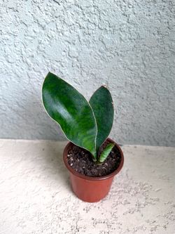 Sansevieria  hahnii  whale  fin  plant