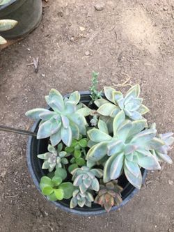 Assorted plants