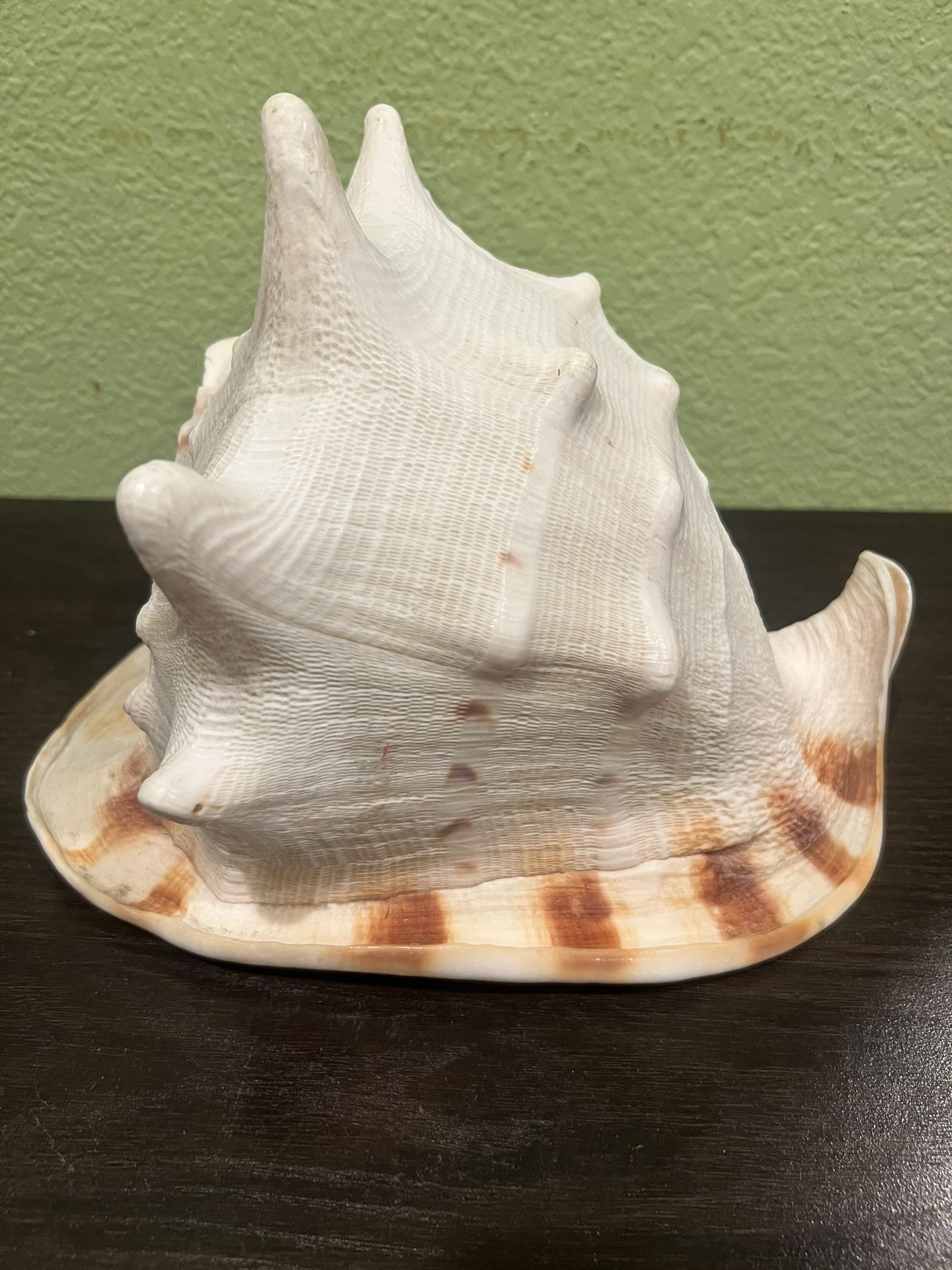 Vintage Huge Queen Helmet Conch Seashell 9” X 7” X7”