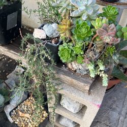 Succulents bunch