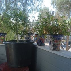 Ceramic Flower Pots With Plants And One 50 Gallon Pot With An Orange Tree 