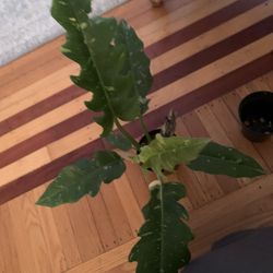 Ring Of Fire Philondredron Plants!! $30 Each!!