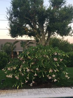 Angel trumpet tree cuttings