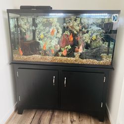 Aquarium Tank 55 Size 