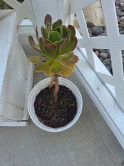 Live Aeonium Succulent in Pot