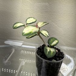 Hoya Variegated Mathilde Rooted