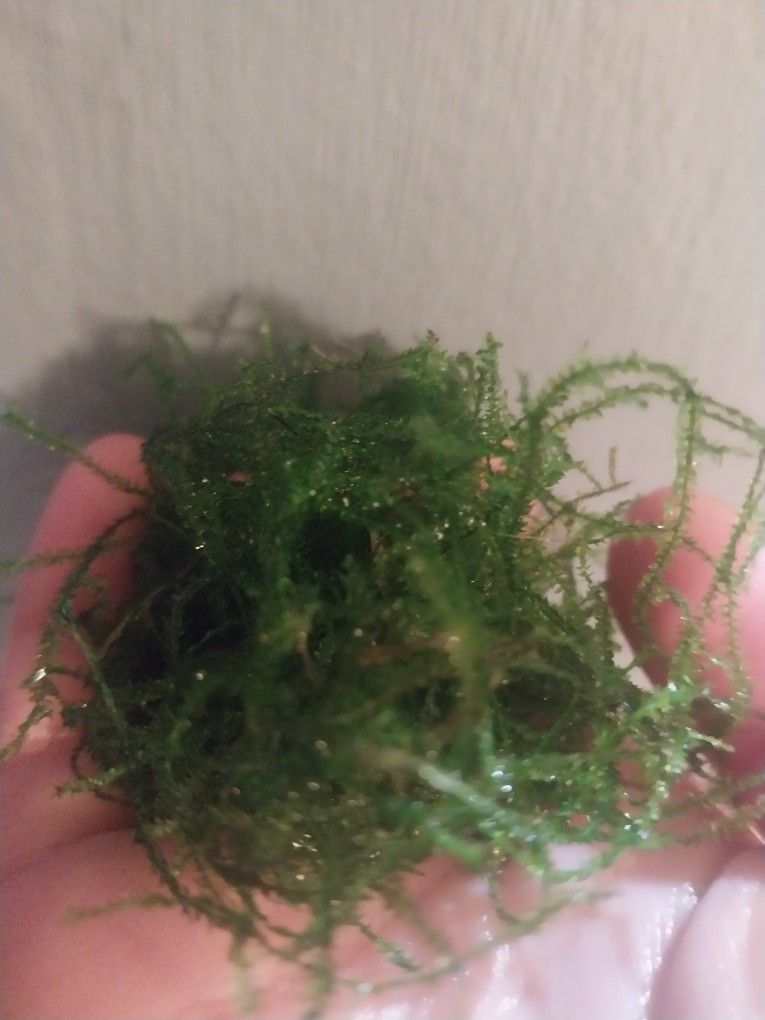 Java Moss