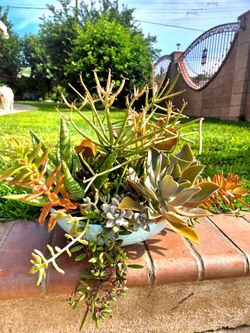 Decoration Suculents Plants Mix