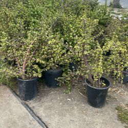 Plants