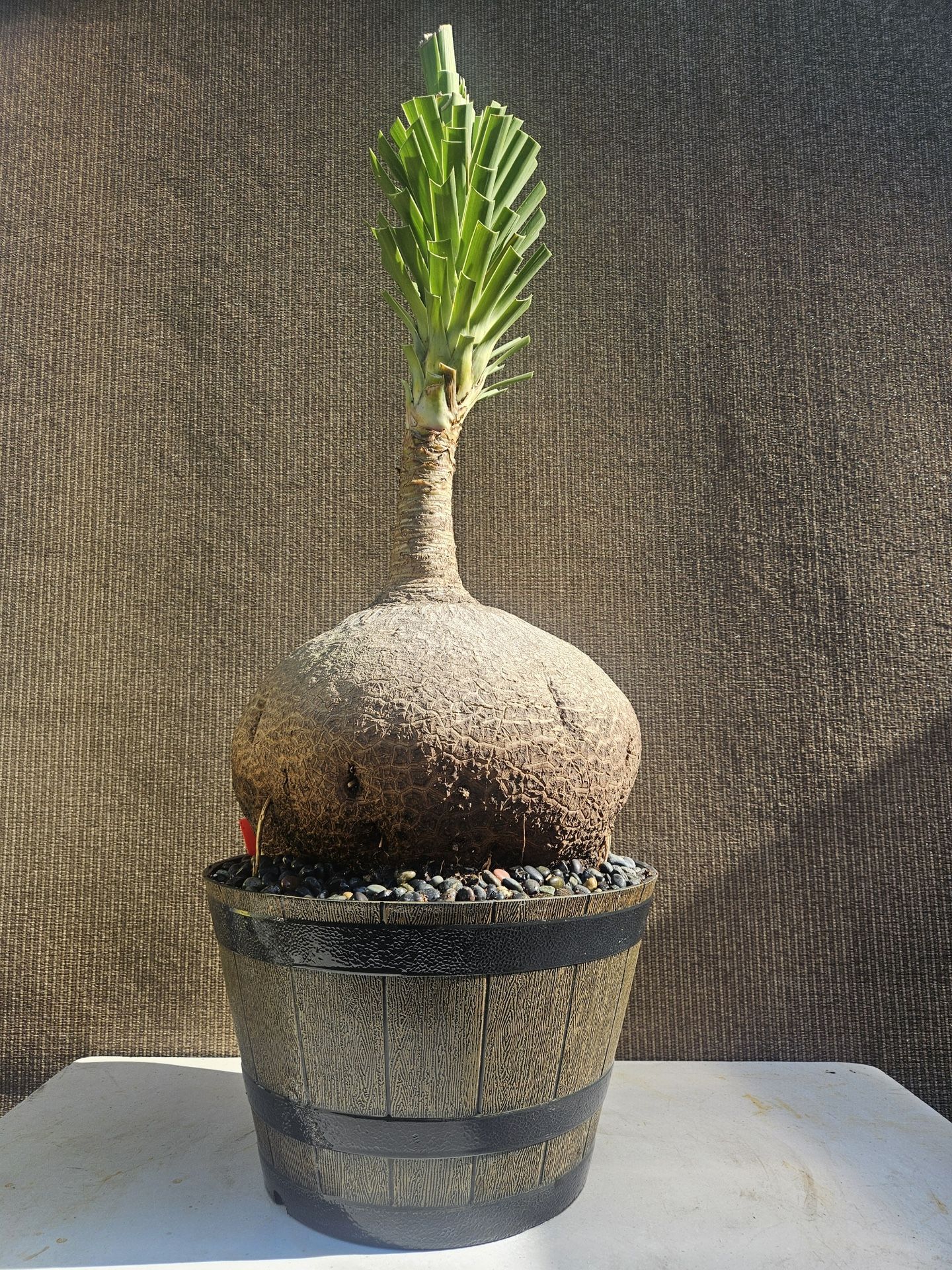 Old Ponytail Palm Bonsai Tree  ( OUTDOOR and INDOOR PLANT)