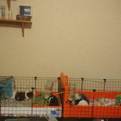 Guinea Pig Cage (Not Whole Cage)