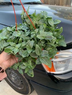 Fitonia plants