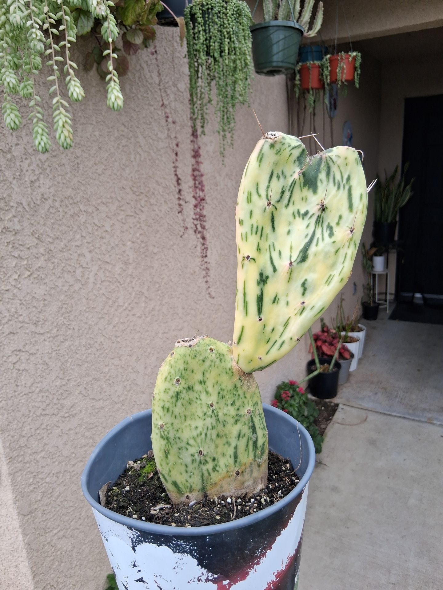 Variegated Sunburst Cactus π΅ $10