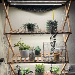 Grow Light Set Up