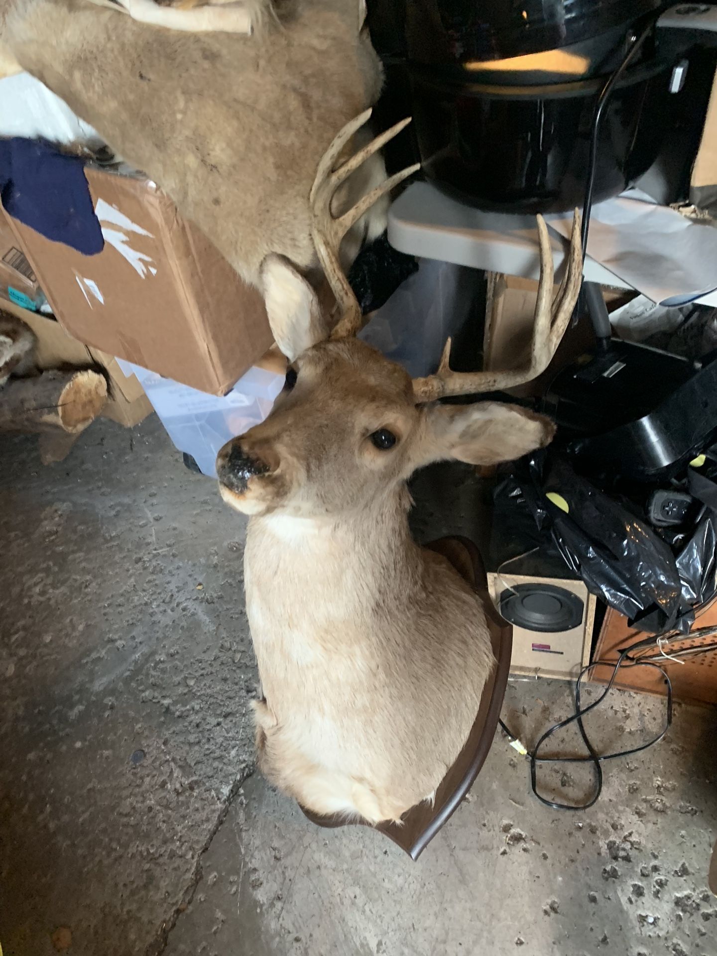 Taxidermy Deer!! $100 Or Make Me An Offer