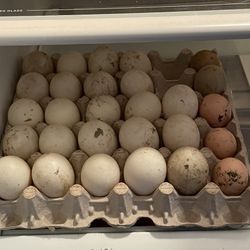 Fresh Duck Eggs 